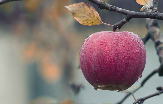 close up of fruits hanging on tree