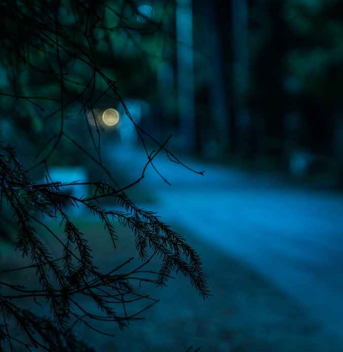 selective focus photography of tree leaves