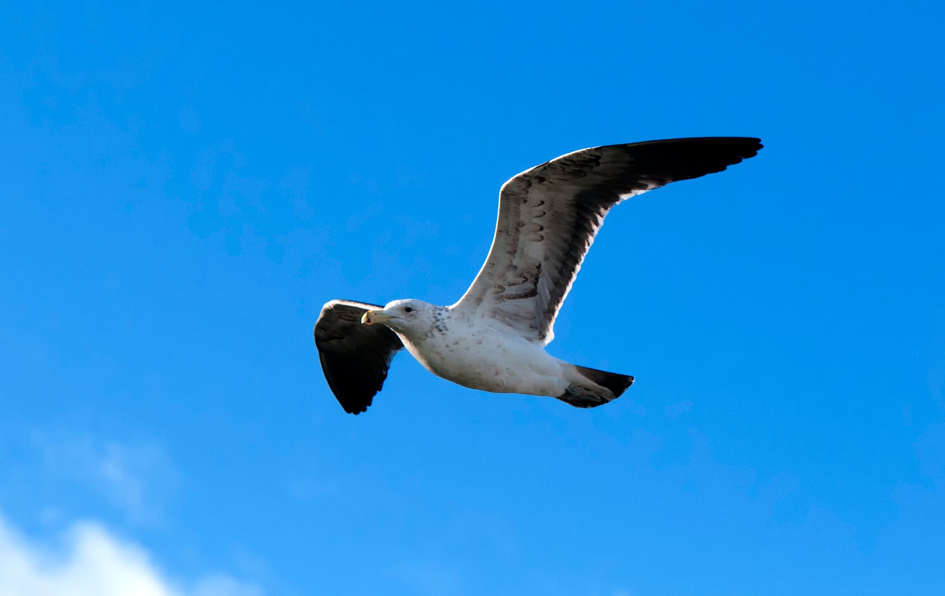 seagull flying