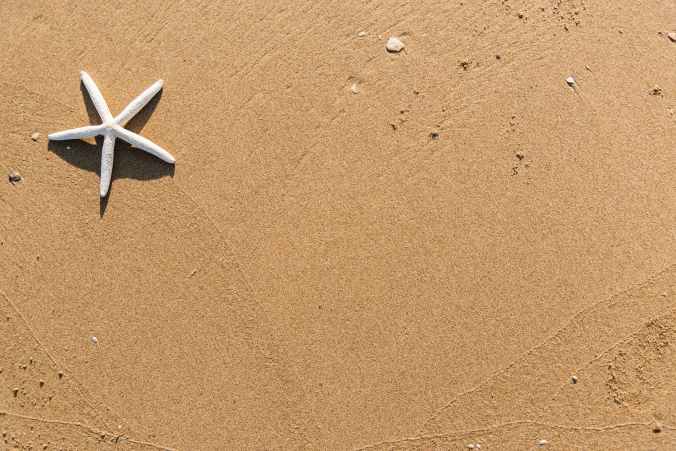 white starfish on brown sand