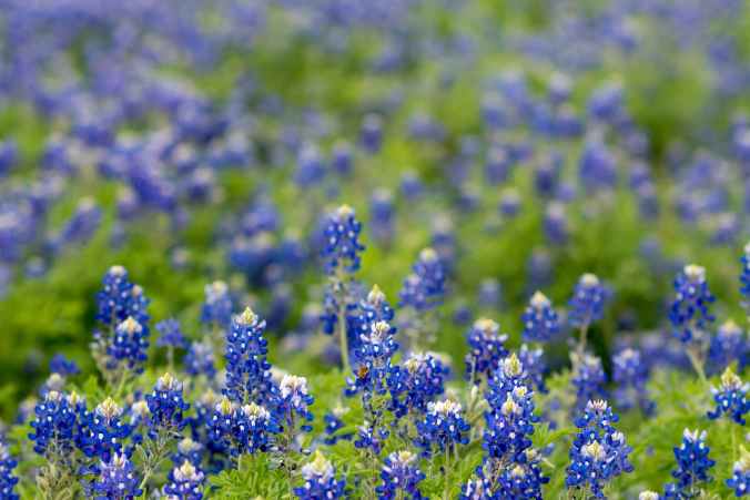 field of texas bluebonnet