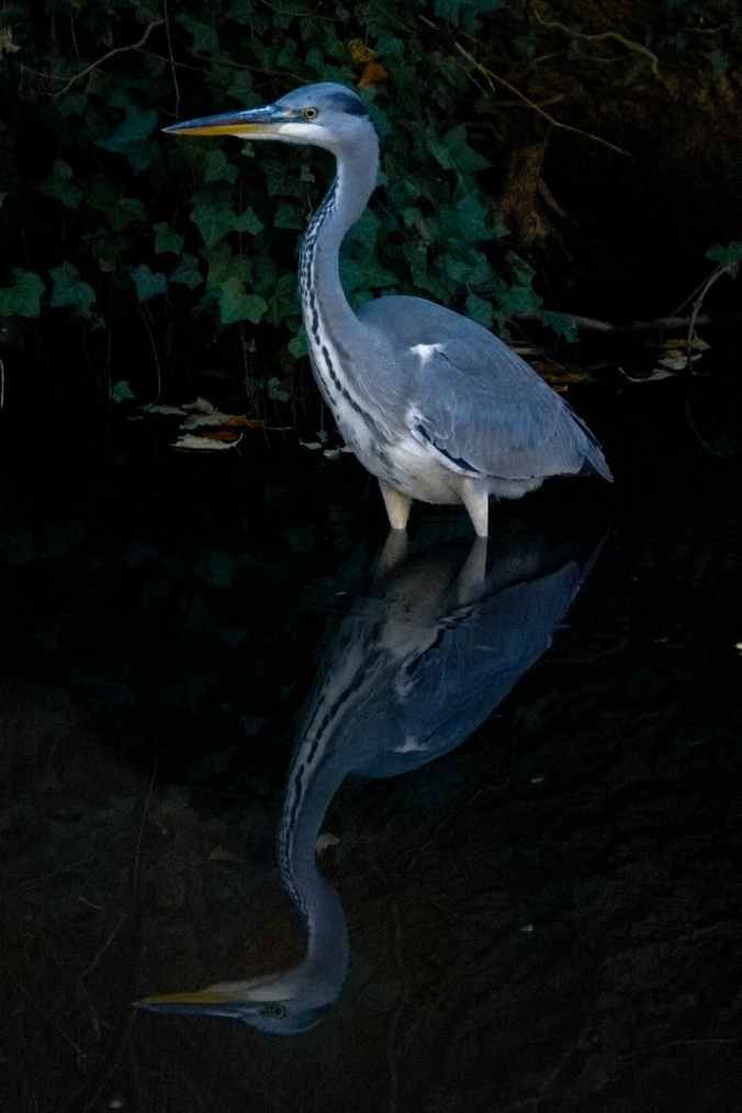 grey heron reflection on body of water