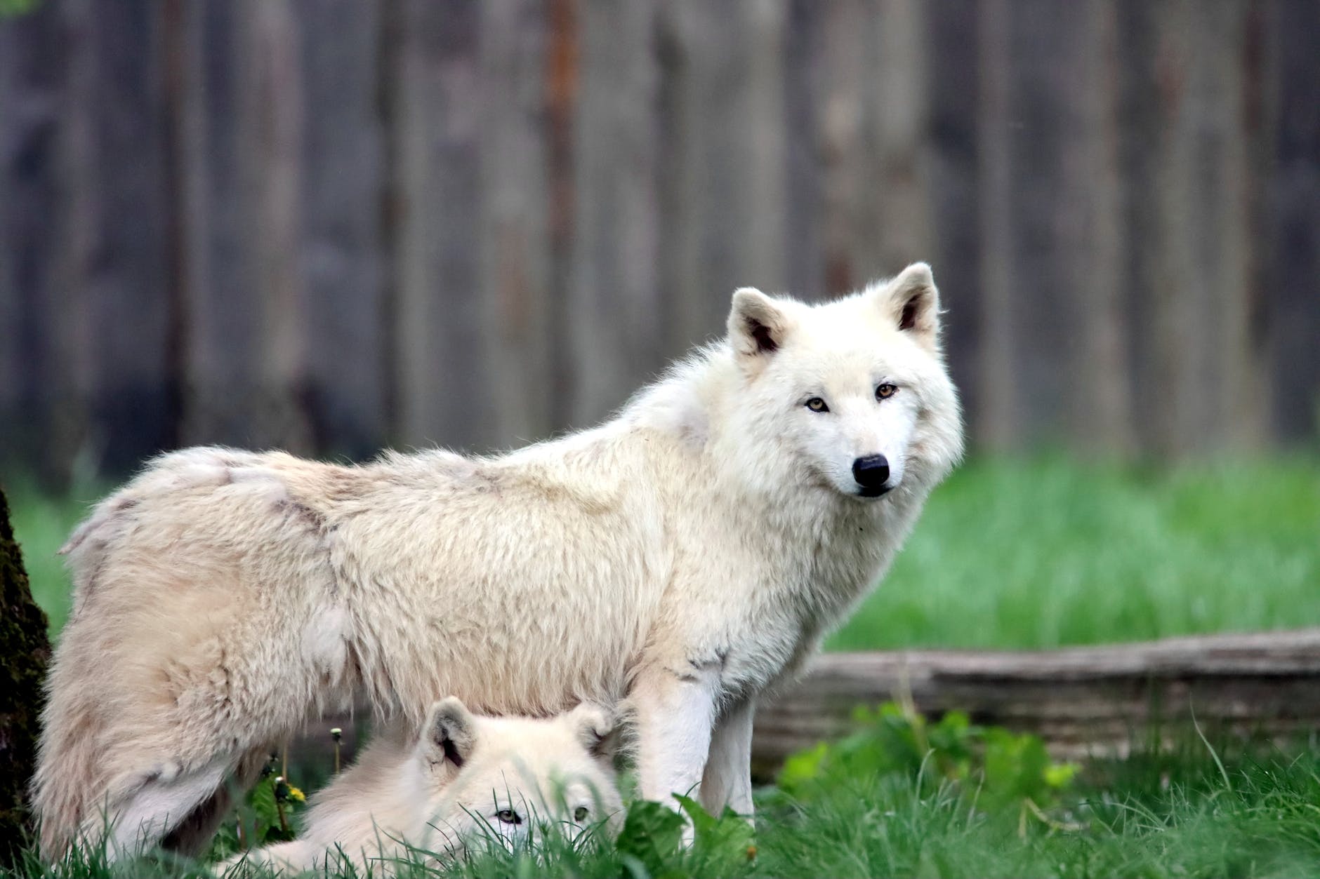 white wolves in green grass